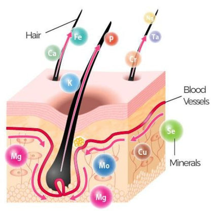 Hair Analysis - find out the root cause of your illness